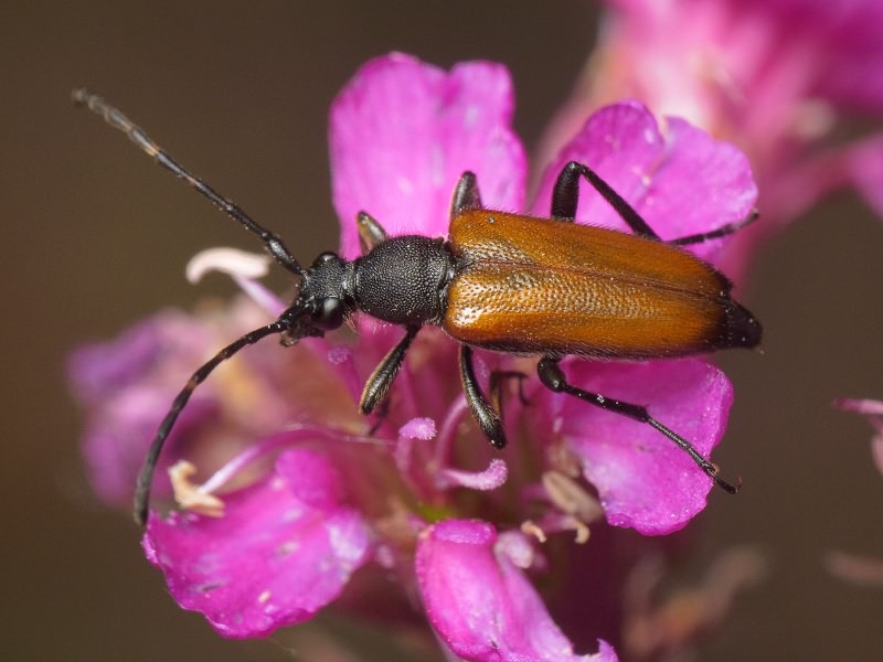 Paracorymbia maculicornis (De Geer, 1775)